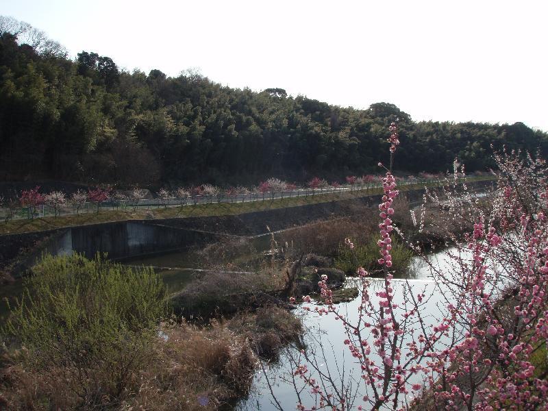 対岸の梅並木