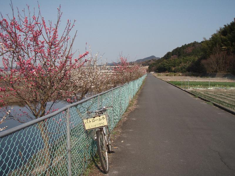 梅ノ木と自転車
