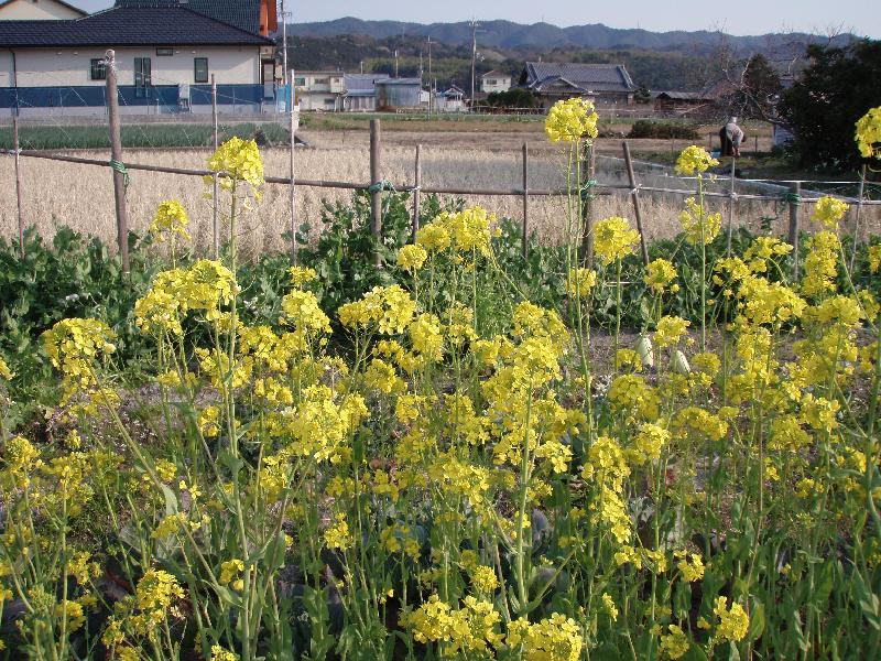 春を象徴する鮮やかな黄色