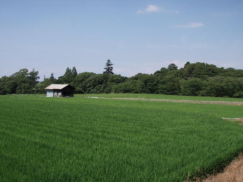 日根神社の森