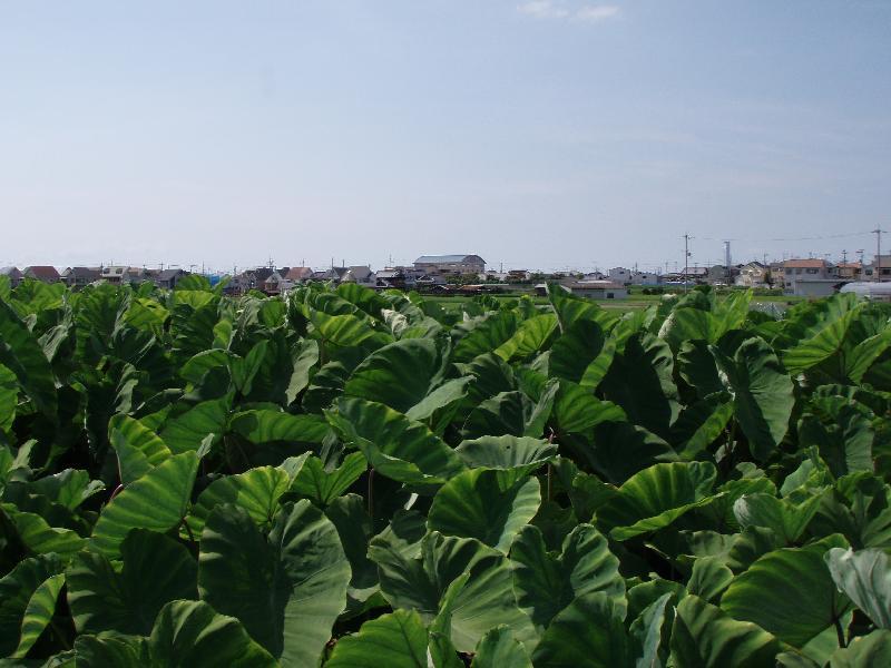 校舎の見える風景