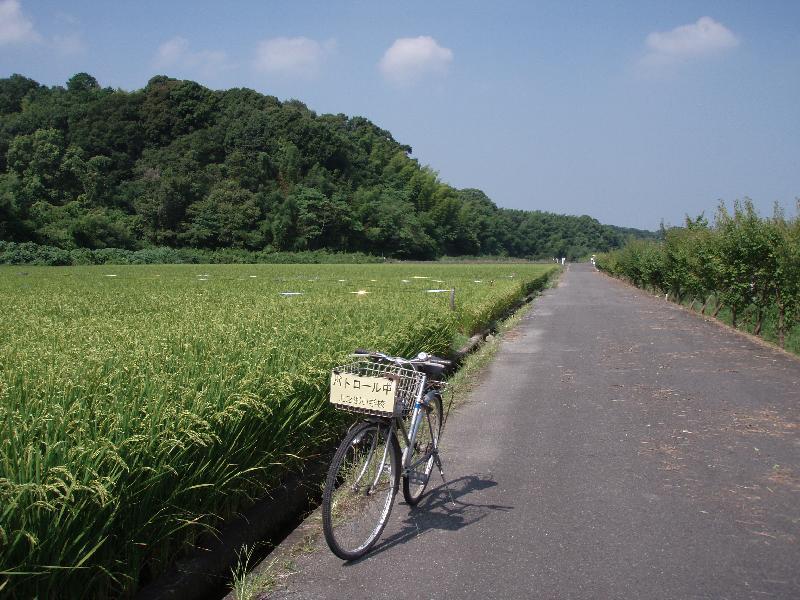 稲が実ってきた1