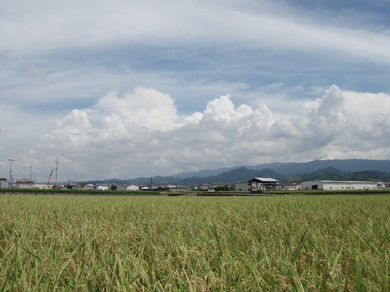 いろいろな色の田んぼの風景1