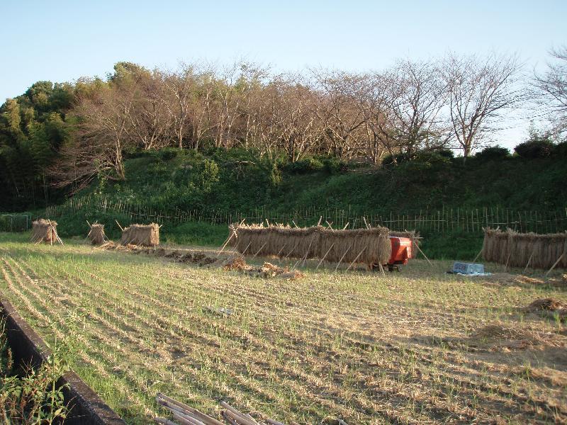 下村橋の近く 稲刈りの後