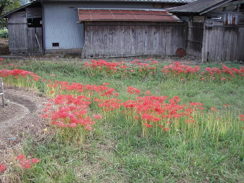 彼岸花