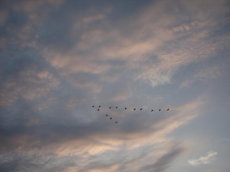 夕暮れに鳥