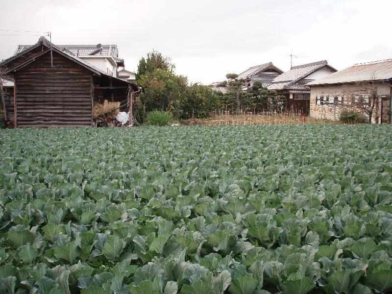 朝の風景一葉