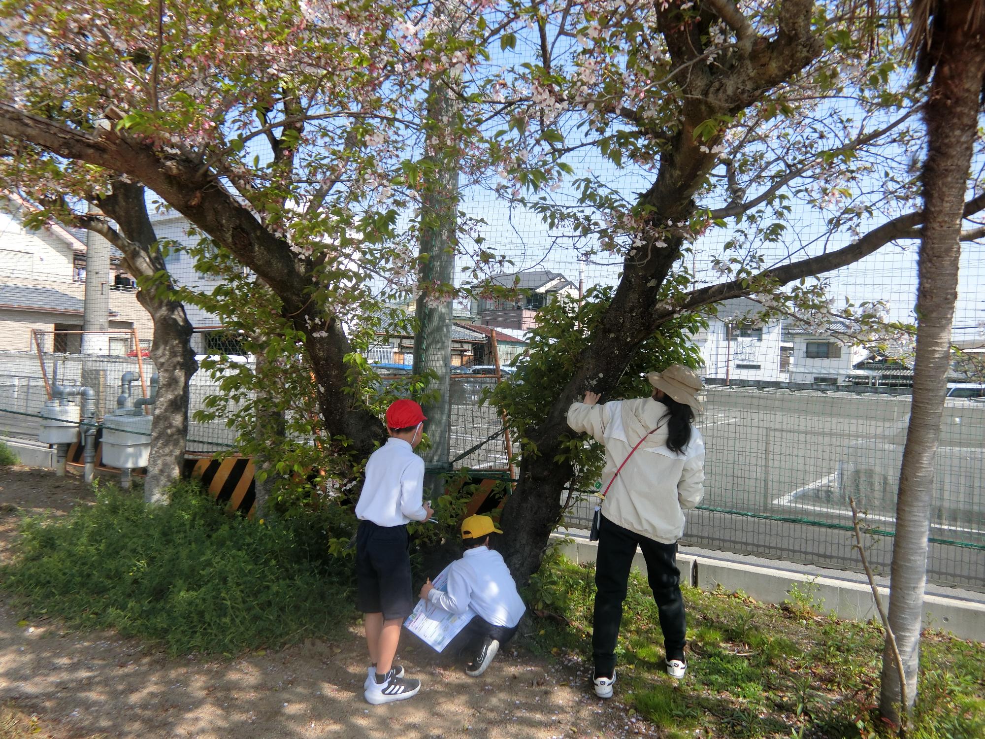むしみつけ