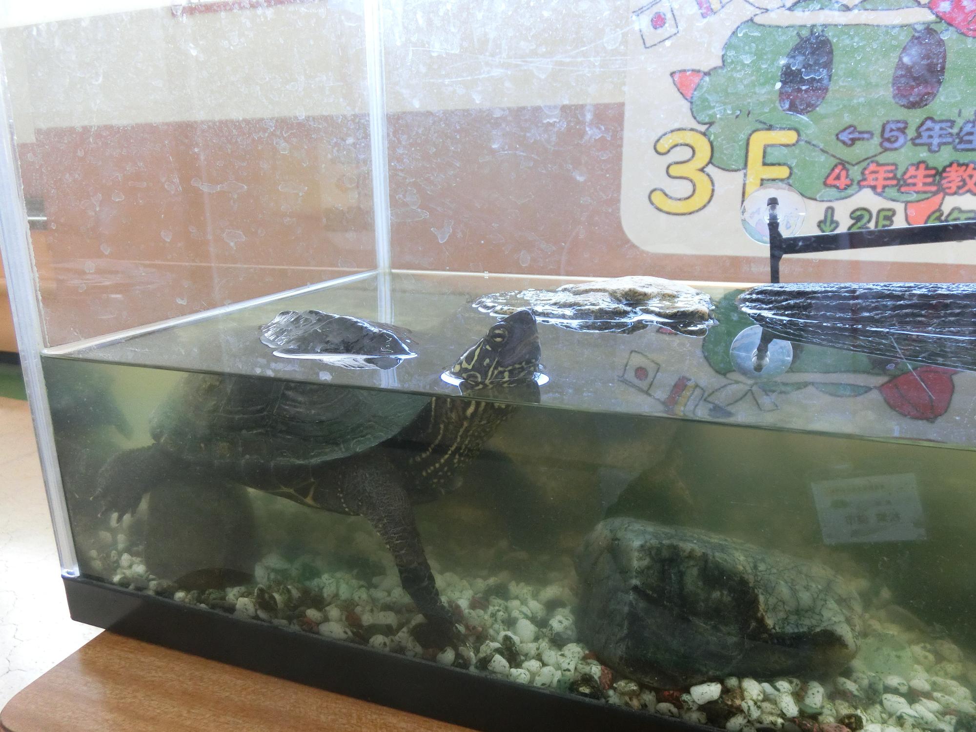 カメ