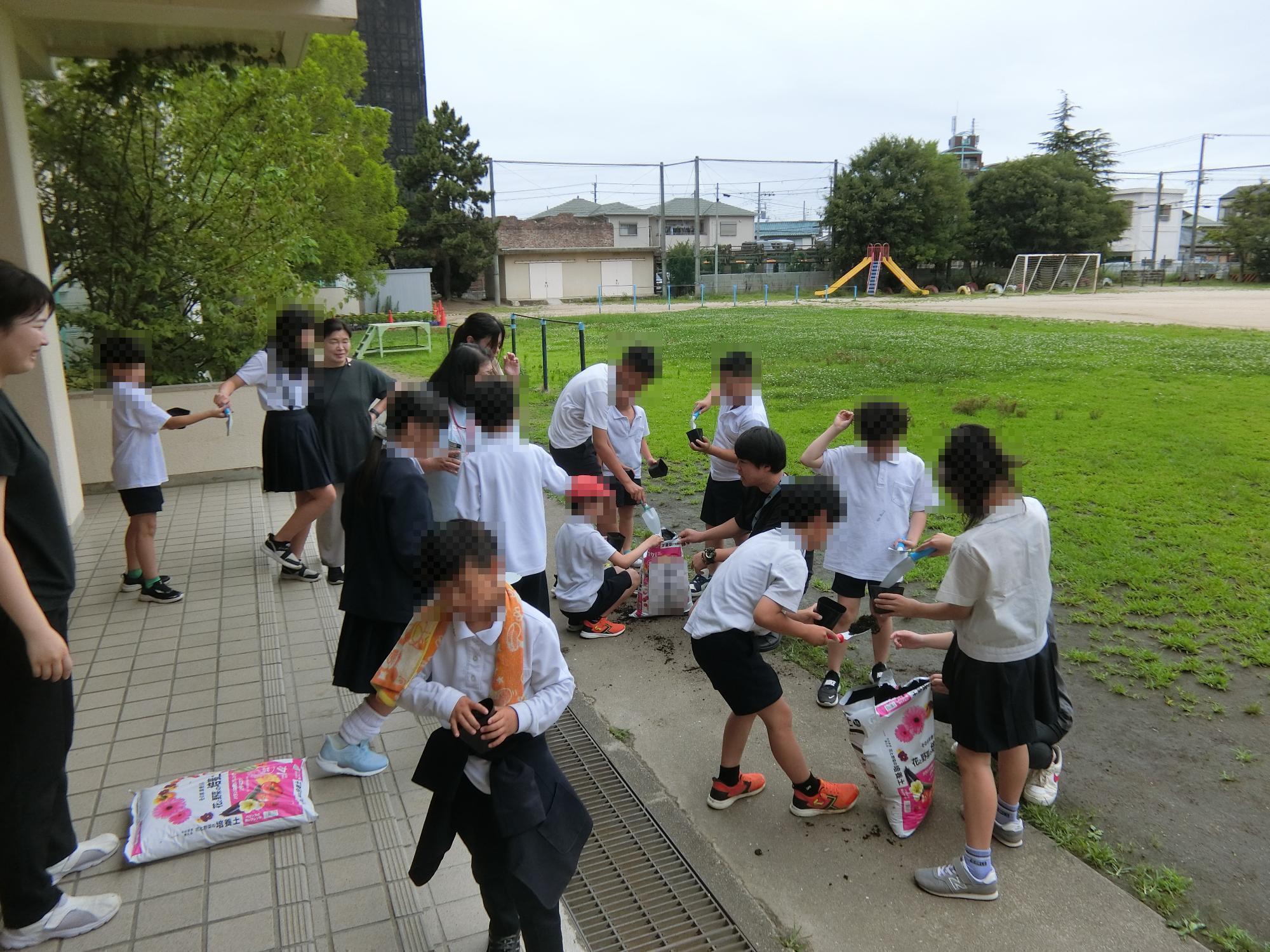 にちにち草の種まき