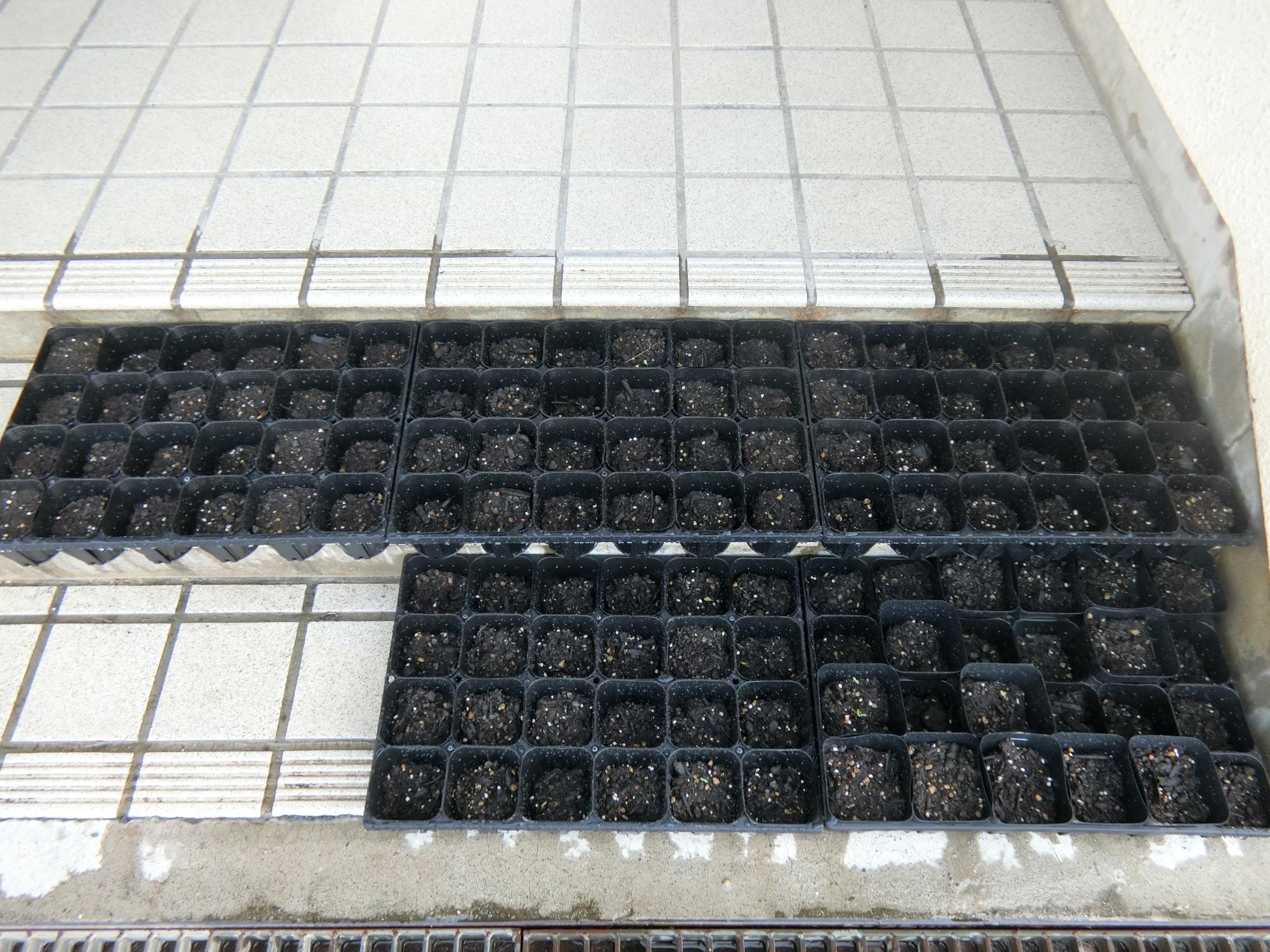 にちにち草