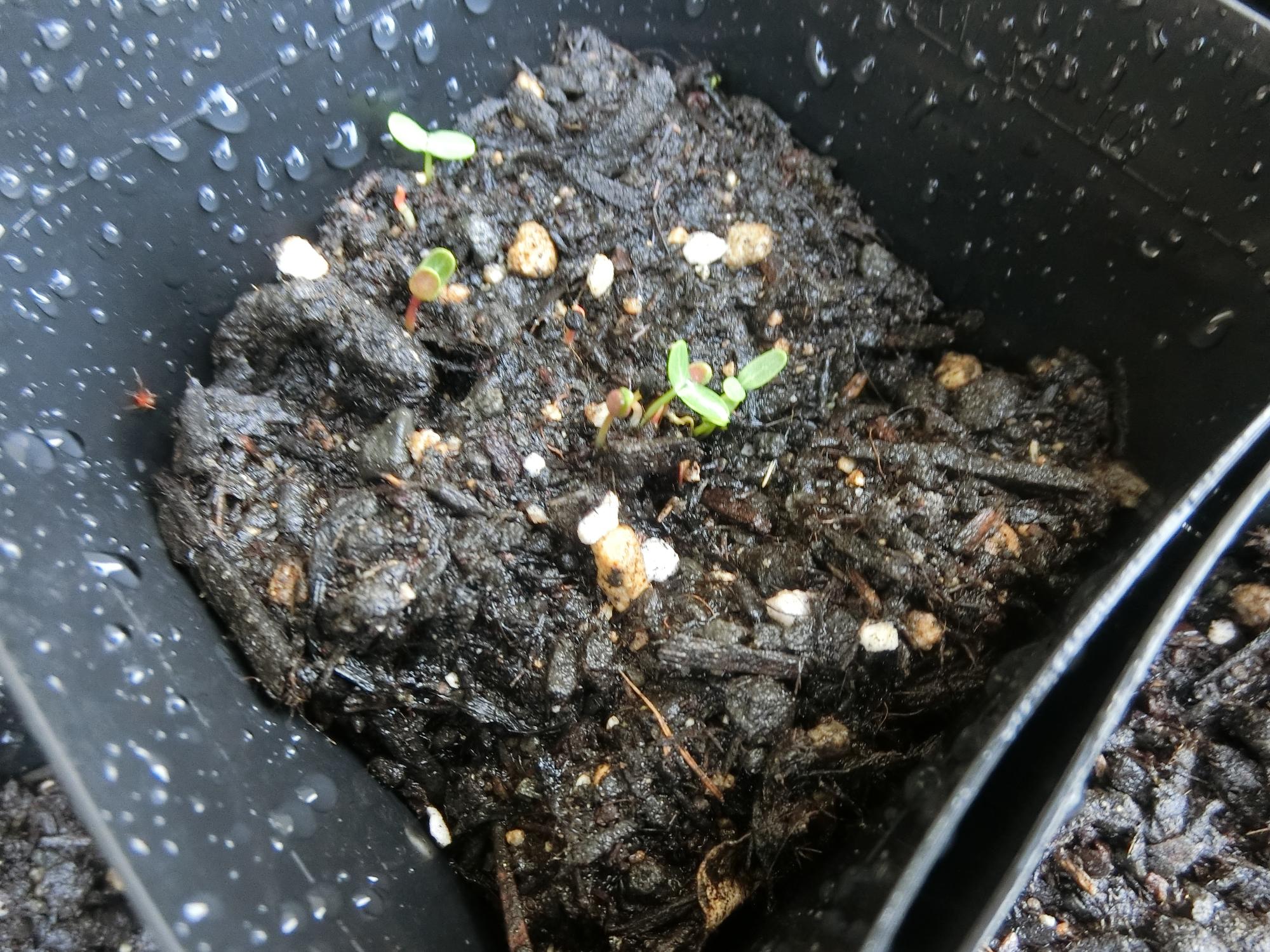 にちにち草