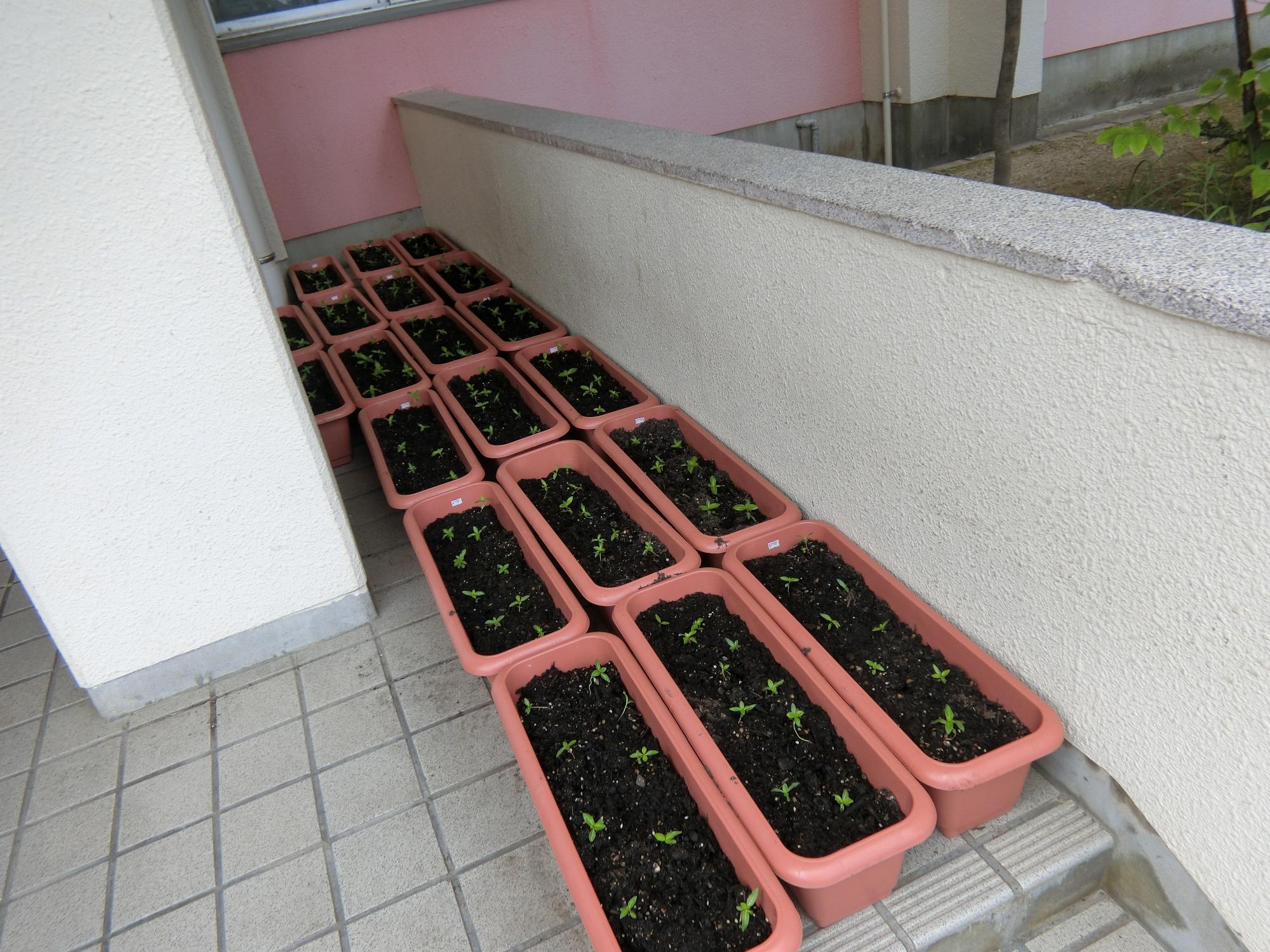 にちにち草