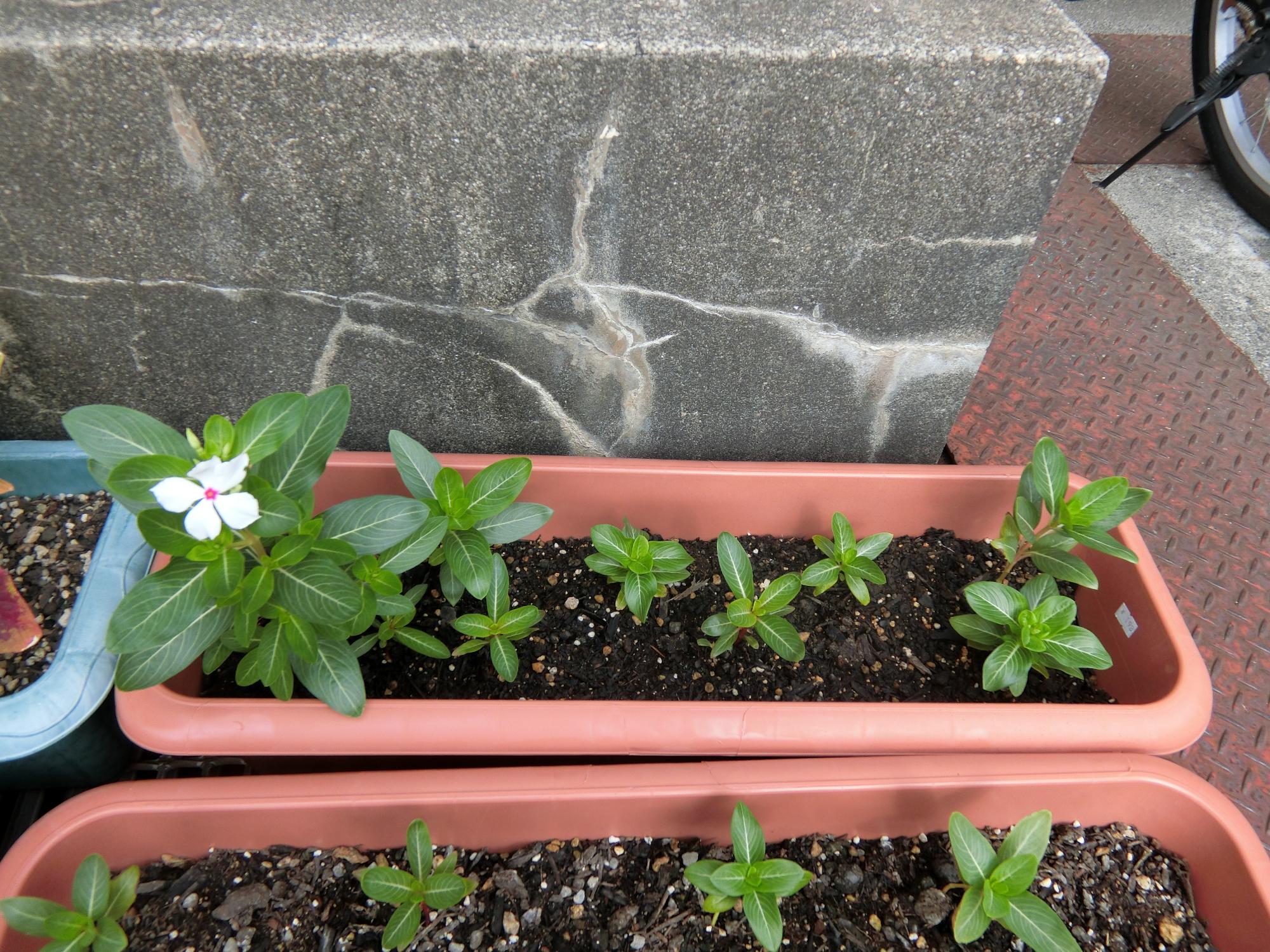 にちにち草