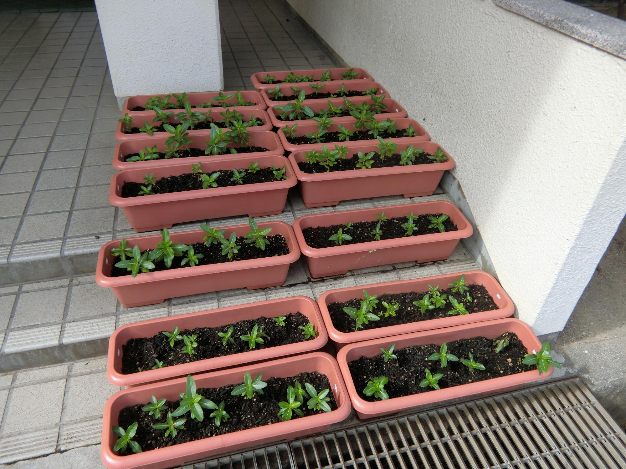 にちにち草