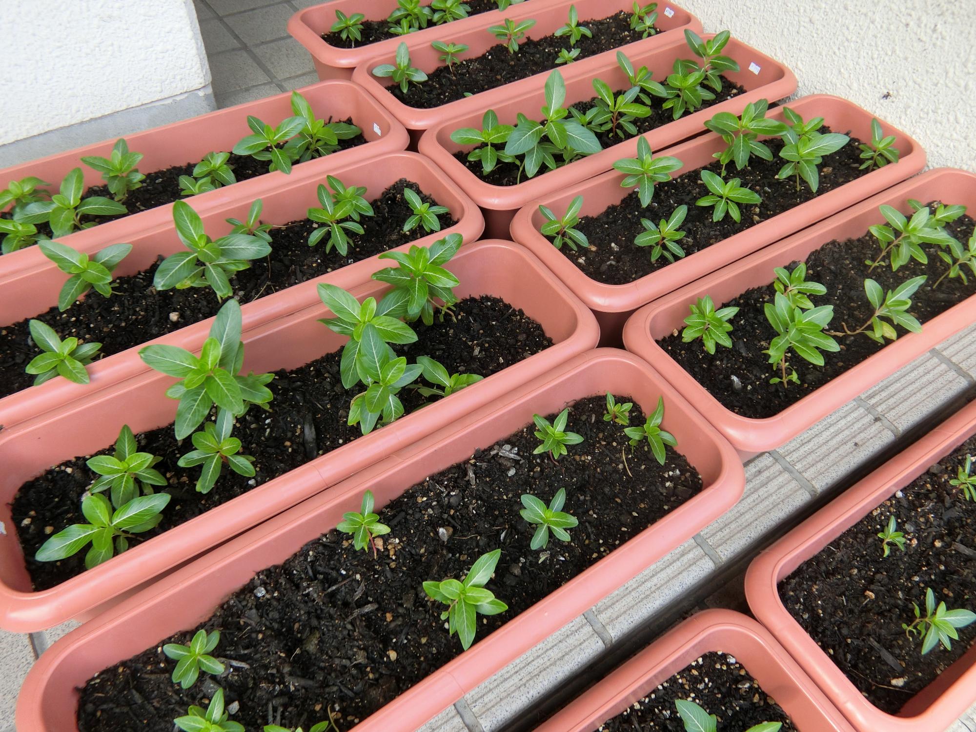 にちにち草