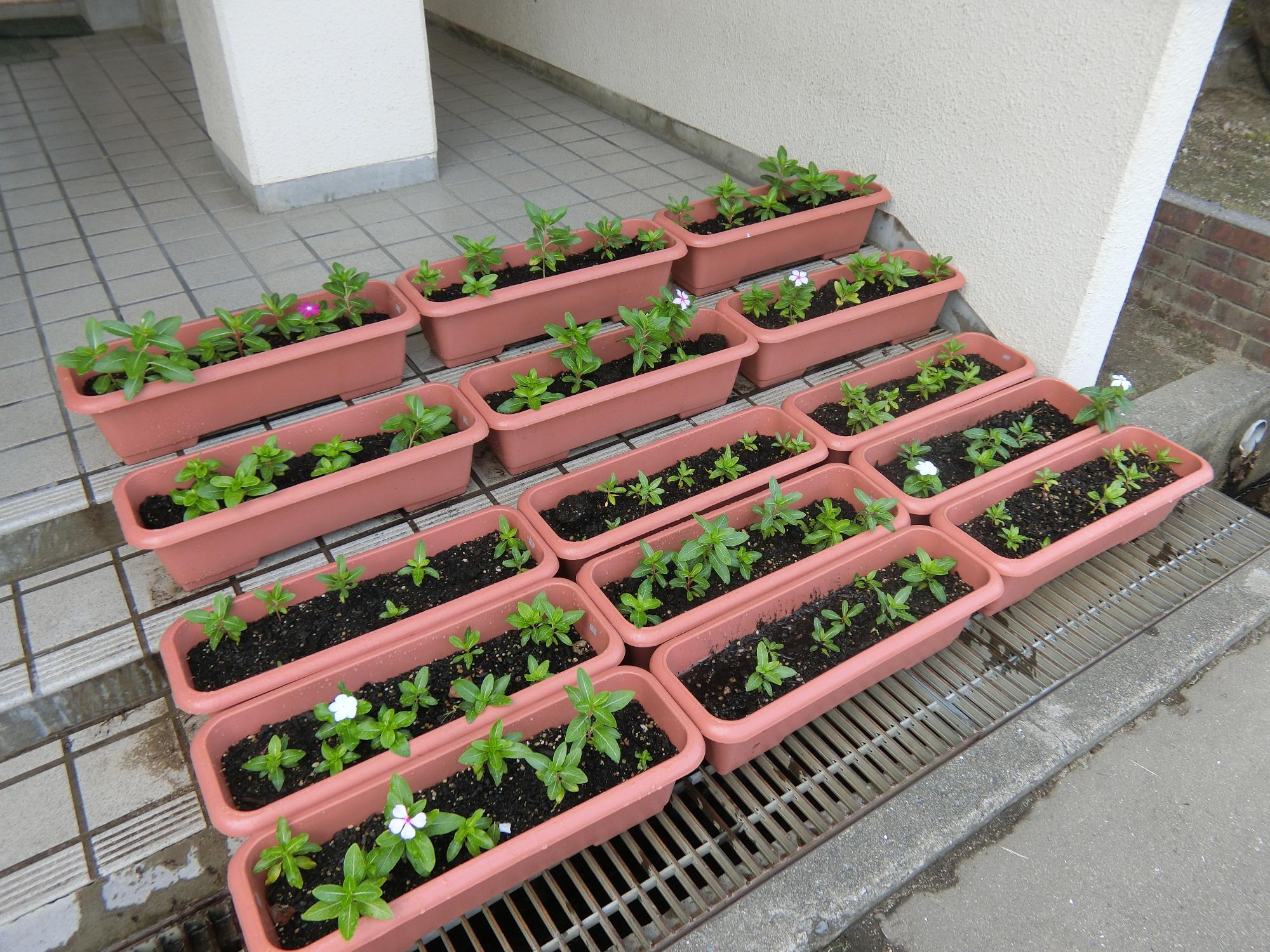 にちにち草