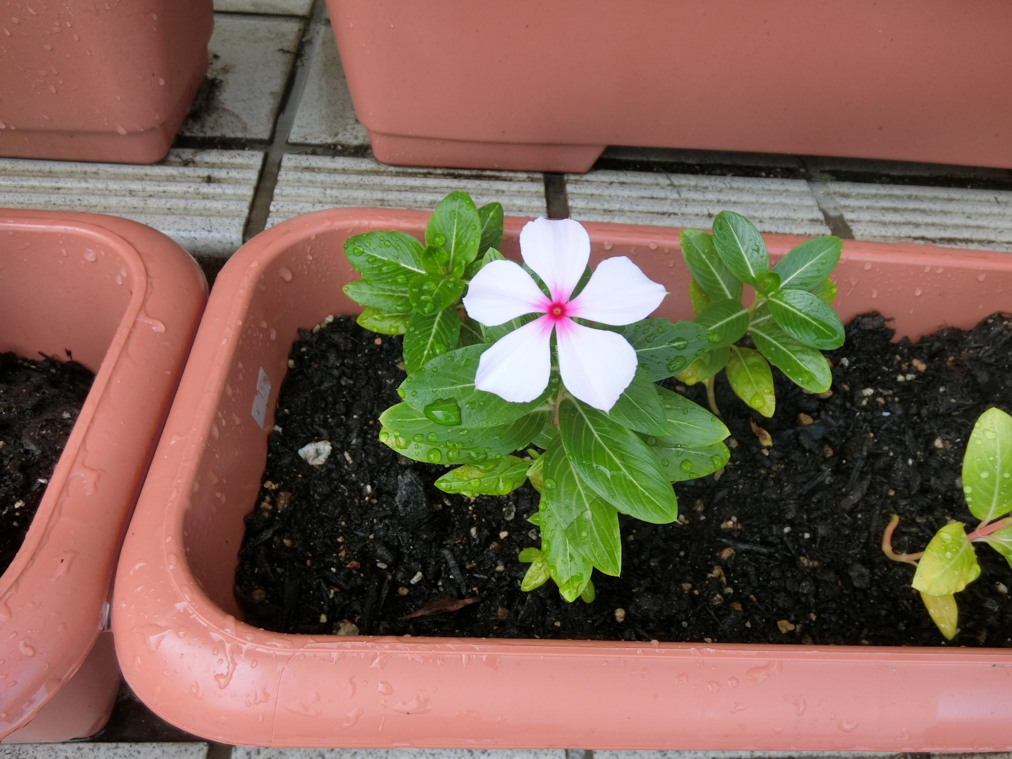 にちにち草