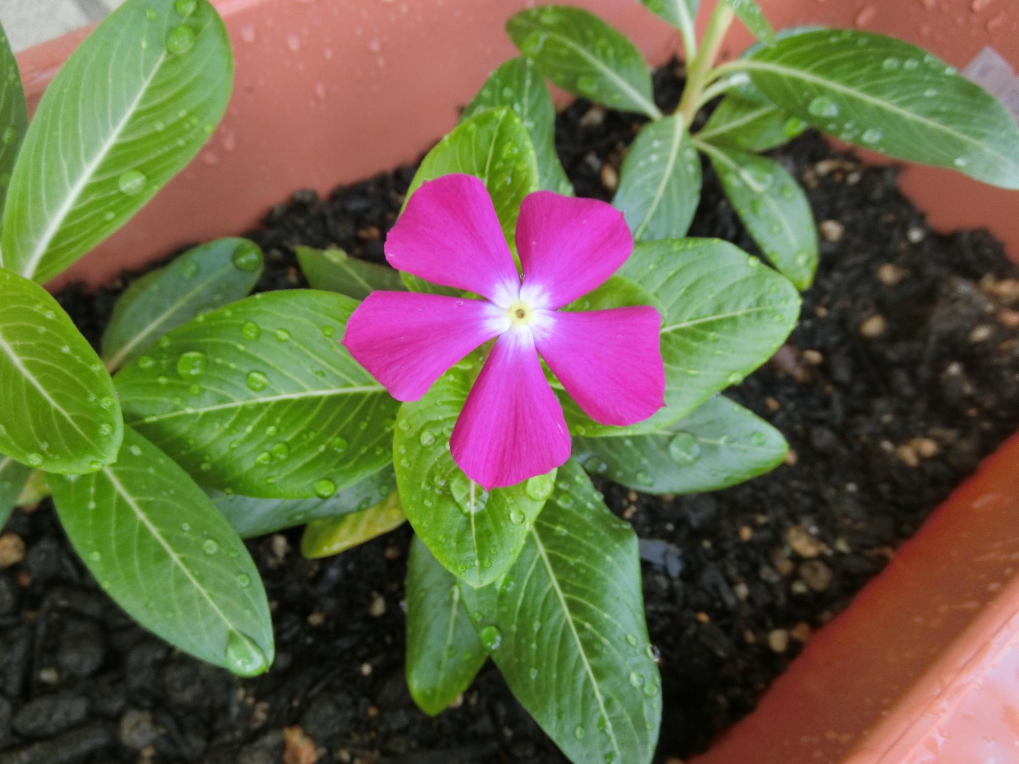 にちにち草