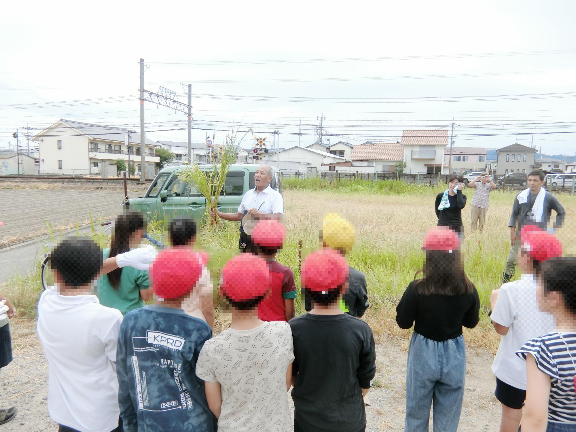 稲刈り