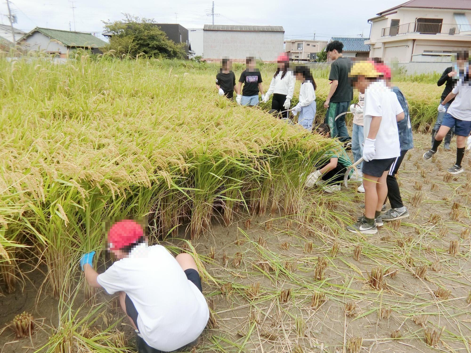 稲刈り