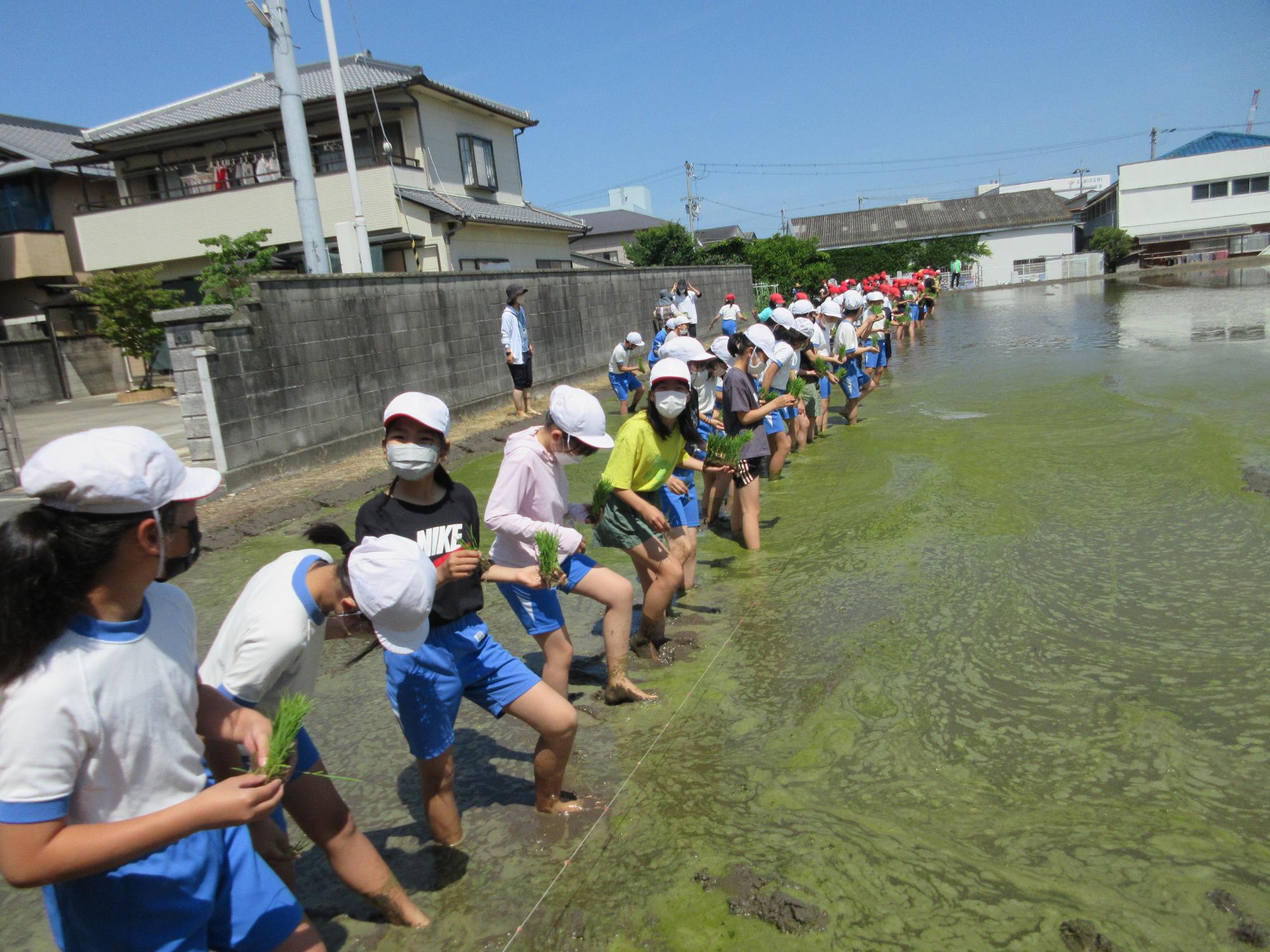 田植え