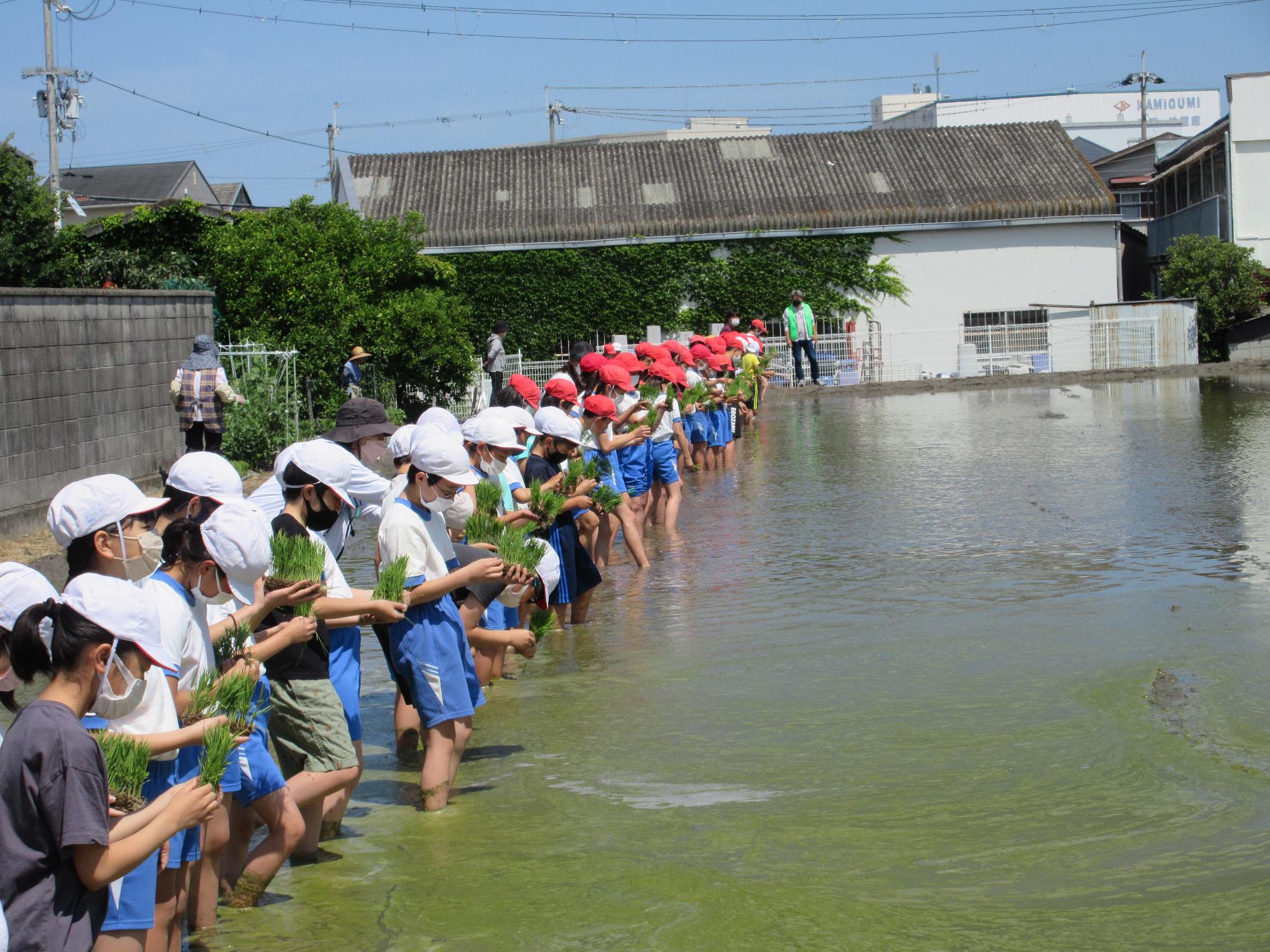 田植え
