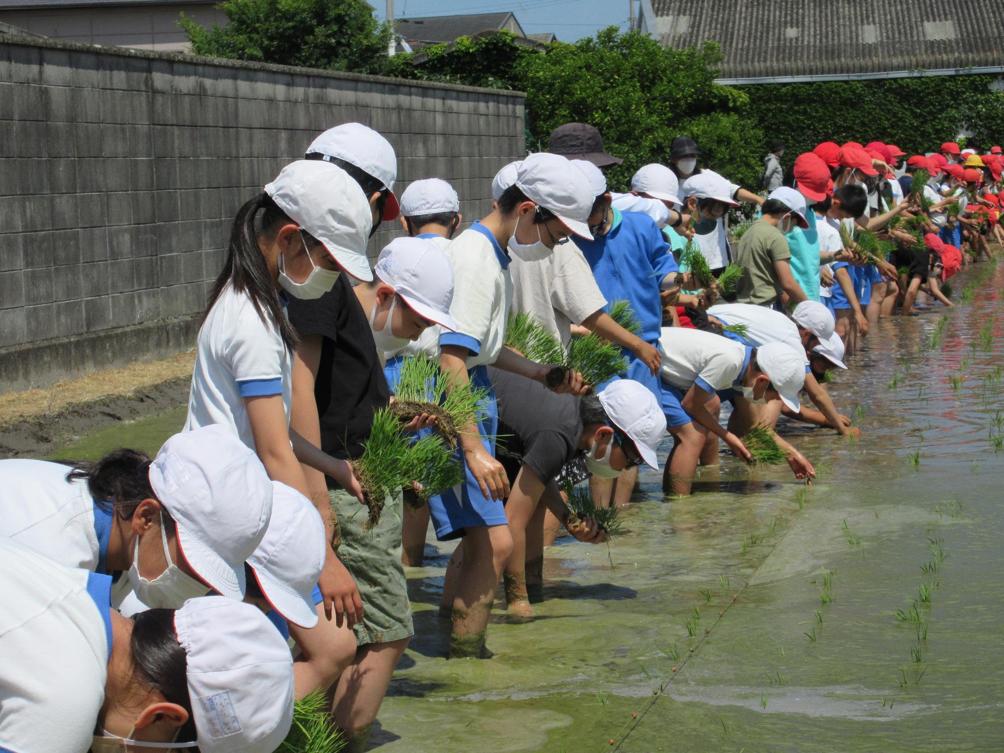 田植え