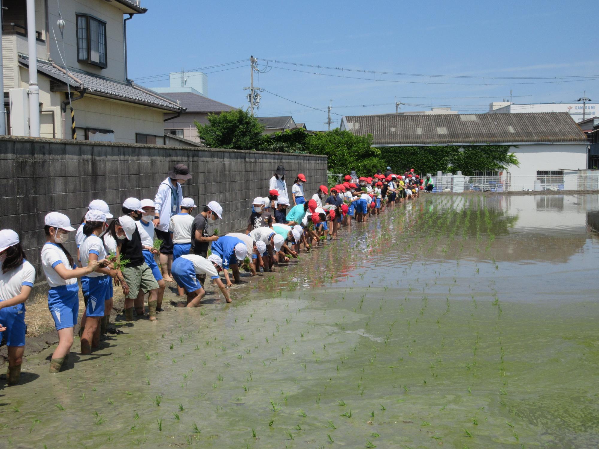 田植え