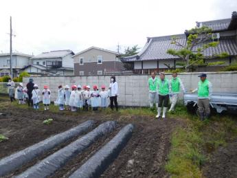 2年生さつまいもの苗植え2