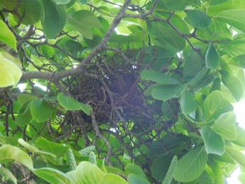 モクレンの木に鳥の巣があります