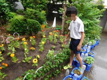 花の植え付け1