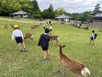 シカと戯れ