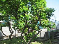 サクランボの木