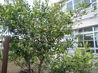 果樹園のレモンの木