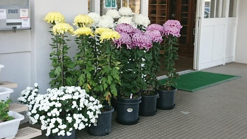 菊