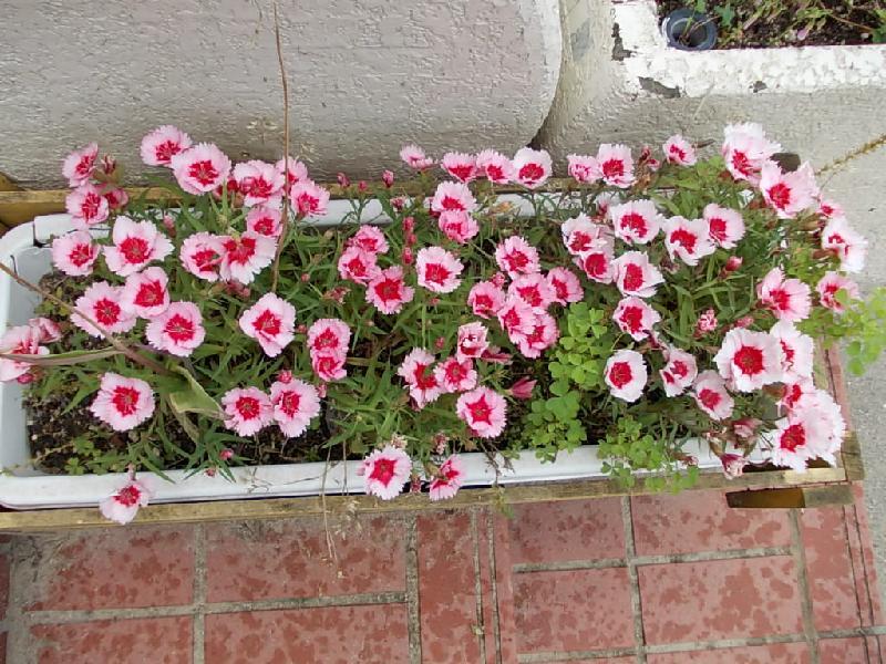 6月7日