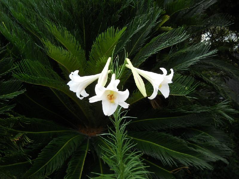 花