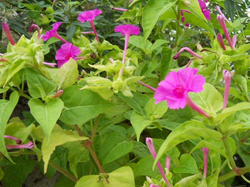 花