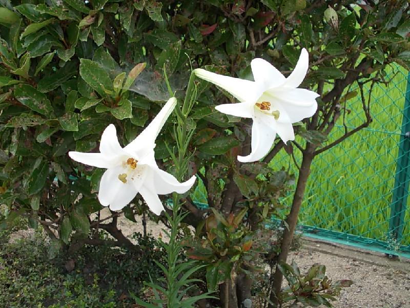 8月17日