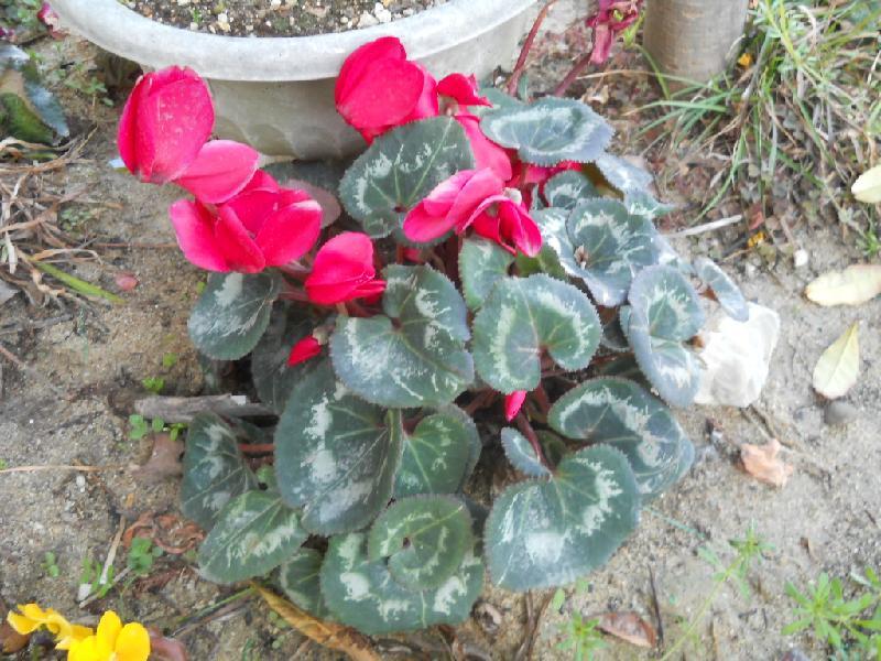 花