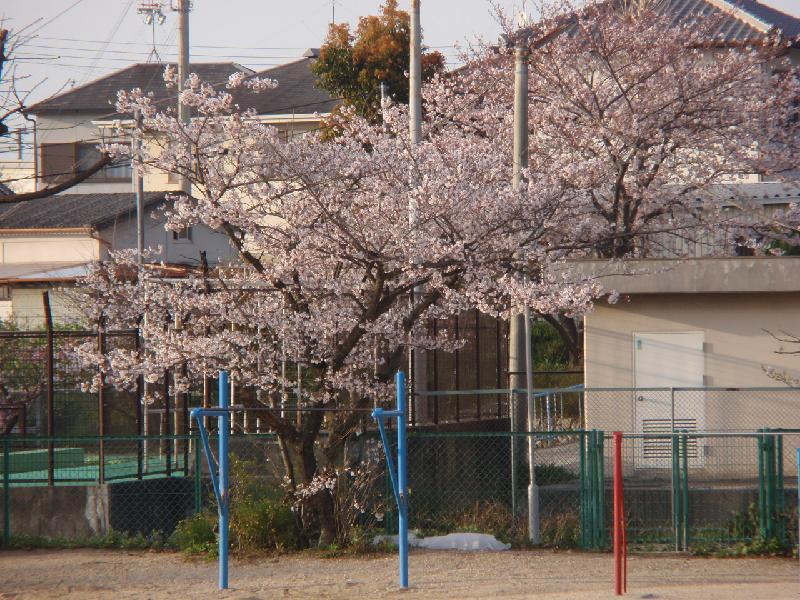 桜