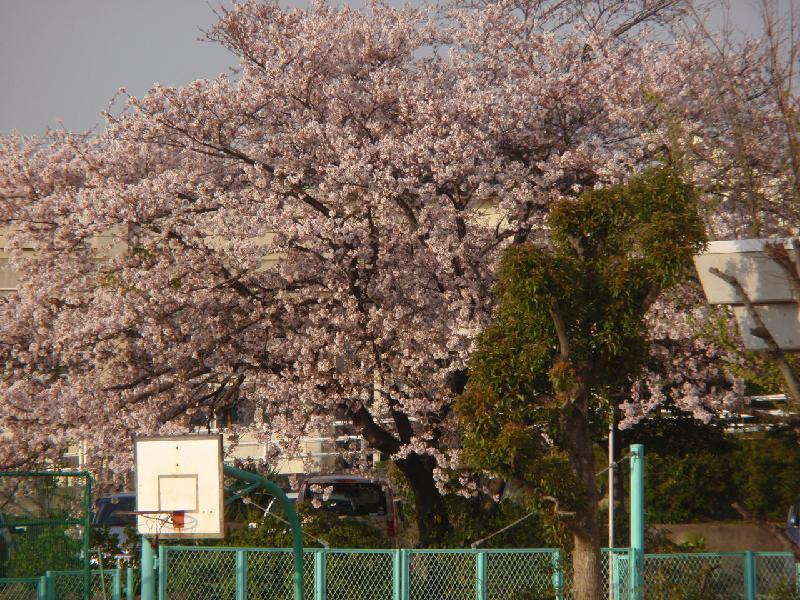 桜