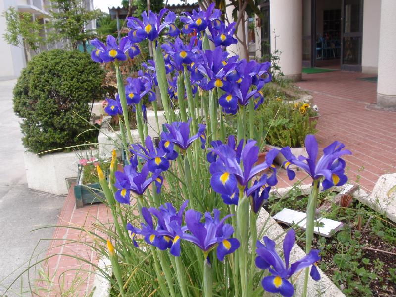 花