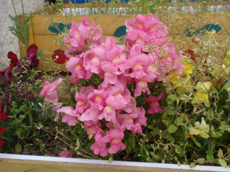 花